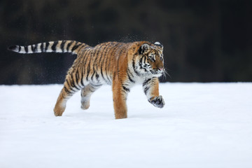 Fototapeta na wymiar Amur Tiger run. Beautiful, dynamic and powerful animal. Typical winter environment. Taiga russia. Panthera tigris altaica