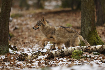 Gray wolf, Canis lupus, in winter forest.