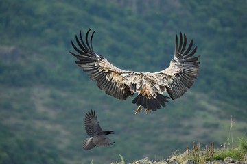 A Griffon Vulture (Gyps fulvus) flying over the rocks in morning sun.