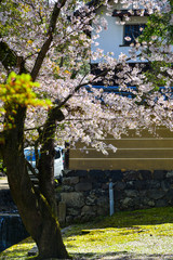Cherry blossom (hanami) in Kyoto, Japan