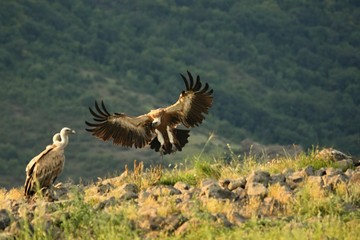 A Griffon Vulture (Gyps fulvus) flying over the rocks in morning sun.