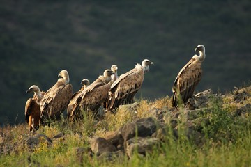 A group of Griffon Vultures (Gyps fulvus) in the green grass sitting on the rocks in evening sun.