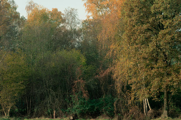 Edge of forest in autumn.