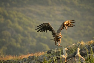 A Griffon Vulture (Gyps fulvus) flying over the rocks in morning sun.