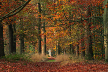 Forest path with orange leaves in autumn.