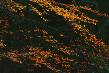 Yellow and orange colored foliage in autumn forest.
