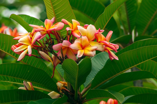 Jasmim Manga IMG_8593