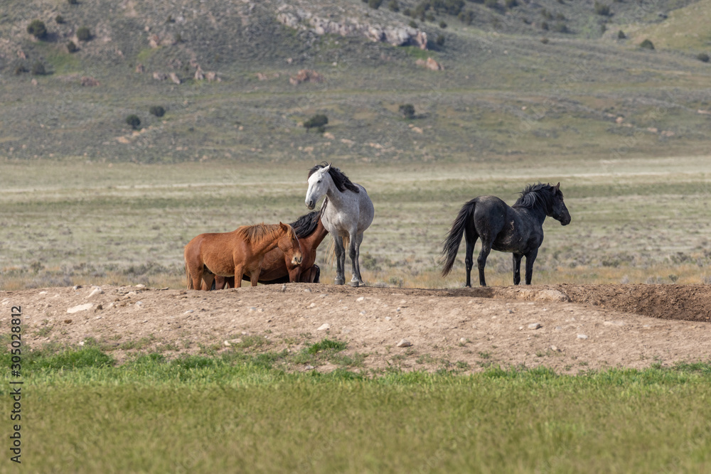 Poster Wild Horses in Spring in the Utah Desert