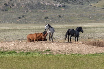Wild Horses in Spring in the Utah Desert