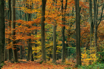 Orange, yellow and green foliage in fall forest.