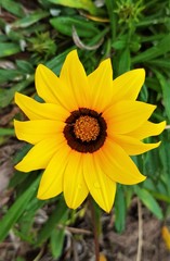 a Rudbeckia hirta flower