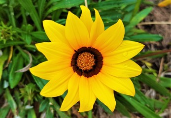 a Rudbeckia hirta flower