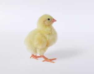 little chicken isolated on white background