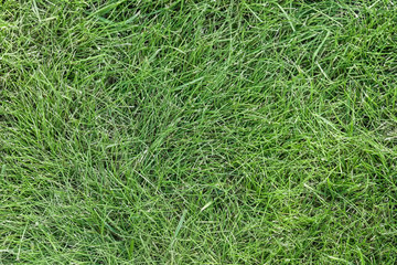 Background of green freshly cut grass.