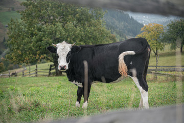 Young cow in a corral behind a fence