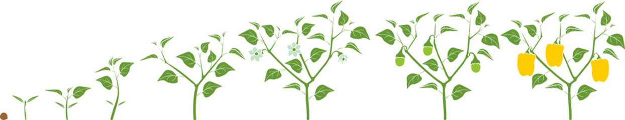 Life cycle of pepper plant. Growth stages from seed to flowering and fruiting plant with ripe yellow peppers isolated on white background