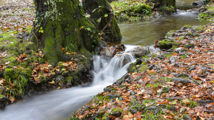 Panoramica di un ruscello che scorre nel bosco in autunno