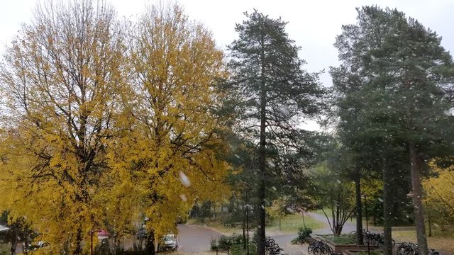 Dreamy snowfall in 4K video in university ground with yellow leaves on branched trees around during the fall