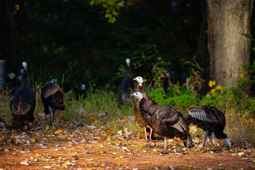 Wisconsin wild turkeys in early fall - obrazy, fototapety, plakaty