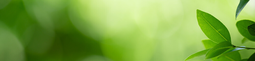 Nature of green leaf in garden at summer. Natural green leaves plants using as spring background cover page greenery environment ecology wallpaper