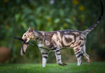 Orientalisch Kurzhaar mit Beute