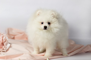 Pomeranian spitz. Cute puppy. Fluffy dog. White color. Close up in pink background