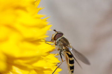 bee on yellow flower