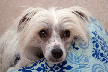 Muzzle Chinese crested dog on a blue pillow.