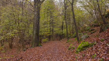 Paesaggio autunnale nel bosco, con sentiero che lo attraversa con foglie arancioni che ricoprono il terreno