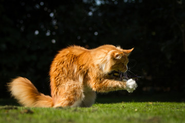 Maine Coon in rot weiß