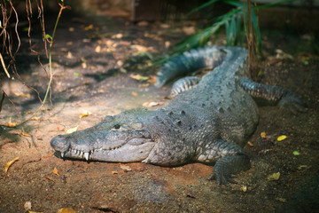Alligator in a Zoo