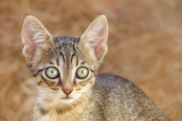 Cute young brown tabby cat kitten looking attentively with beautiful colored big eyes, a close-up portrait, Greece, Europe 