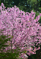 Cherry blossom (hanami) in Nara, Japan