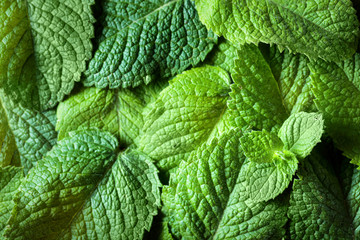 Mint leaves background. © Igor Normann