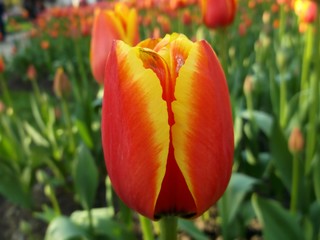 Yellow-red Tulip, macro.