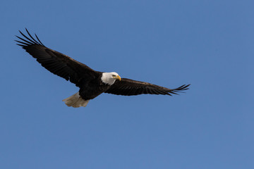 Fototapeta na wymiar Bald Eagle Flying in Clear Blue Sky