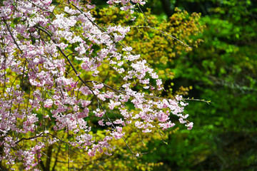 Cherry blossom (hanami) in Nara, Japan