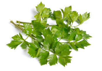 Leaves Celery or Apium graveolens. Isolated on white background