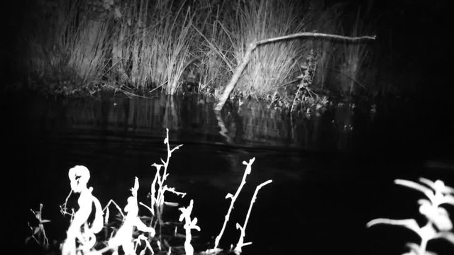Coypu (Myocastor Coypus) or Nutria Swims in a Pond of a Swamp in a Wood in the Night. Black and White Water Animals and Nature Full HD Video
