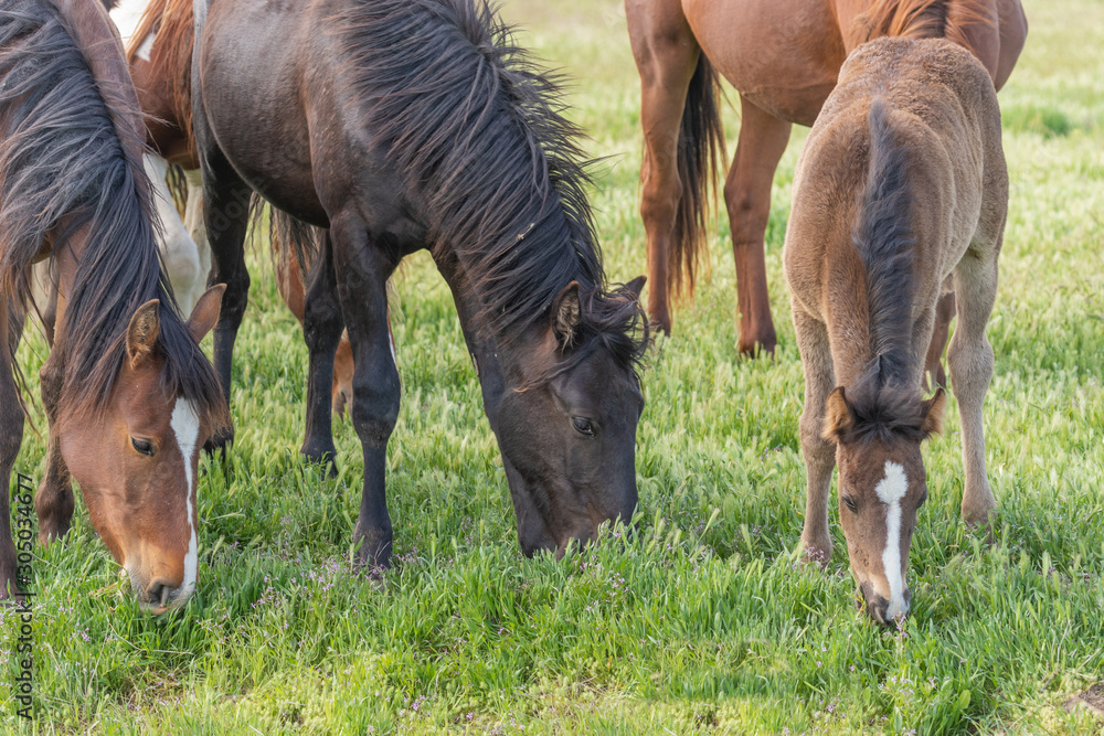 Canvas Prints Wild Horses in Spring in the Utah Desert