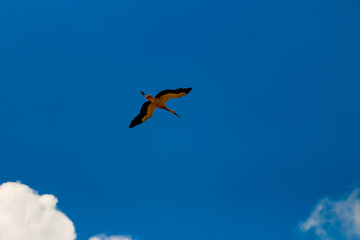 stork furrowing the sky