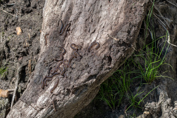 Millipedes crawl on the rotting damp piece of wood in a Missouri garden. Bokeh effect.