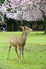 Naklejka na ściany i meble Deer at Nara Park (Japan) in the cherry blossom