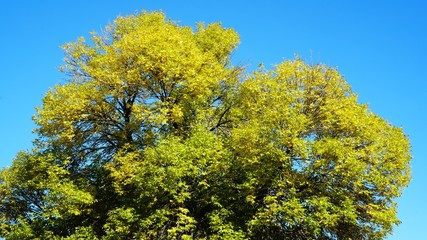 Fototapeta premium Colorful Toronto Island