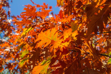 Oak tree leaves in autumn on a sunny day