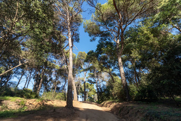 Lonely road to the beach