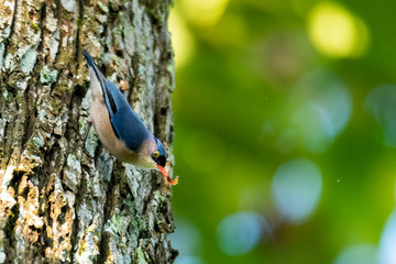 Velvet-Fronted Nuthatch with a little worm in its beak perching