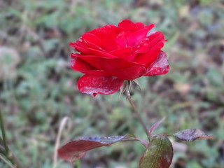 Obraz premium red rose in the garden