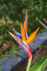 Fototapeta na wymiar Strelitzia Reginae, bird of paradise flower in tropical garden, Madeira island