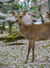 Deer at Nara Park (Japan) in the cherry blossom